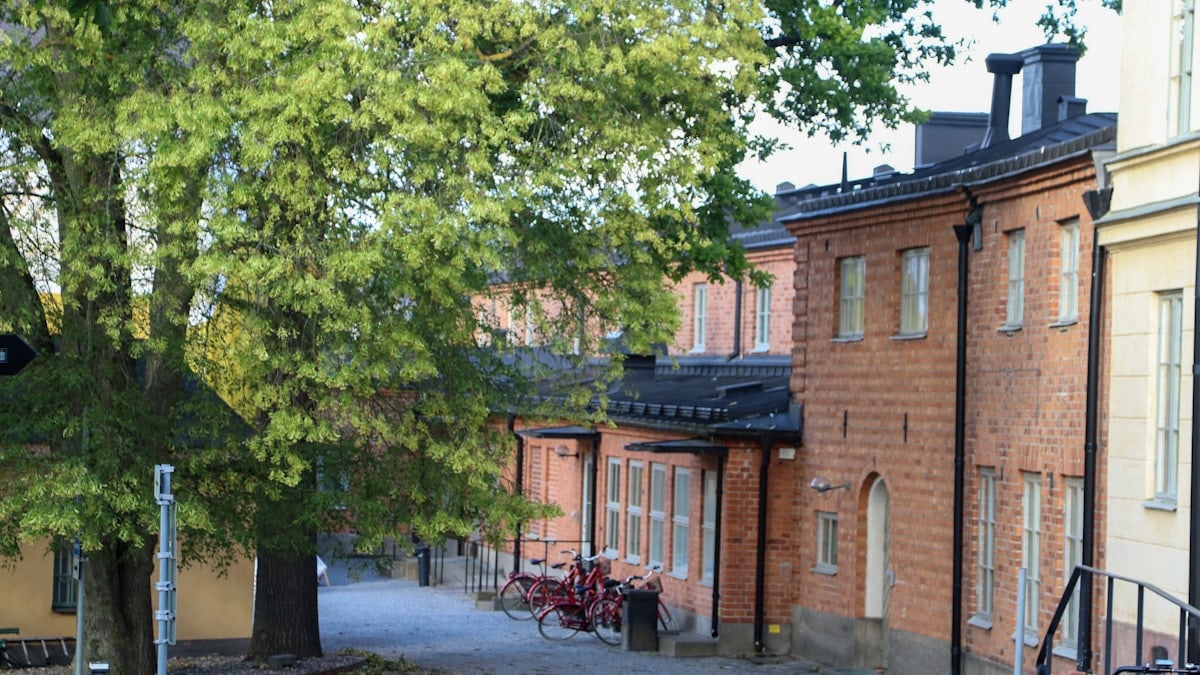 Buildings and a tree line a quiet street.